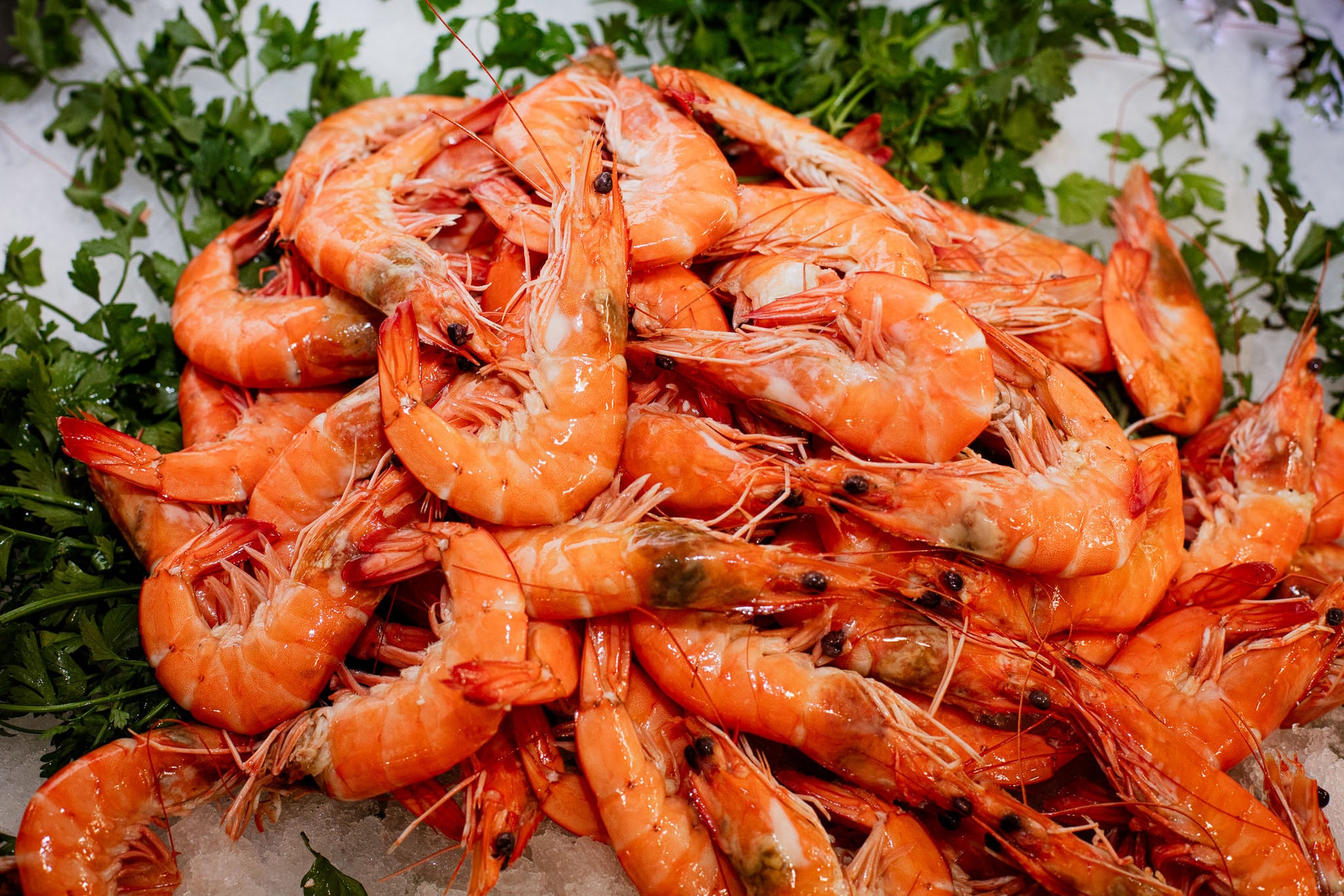 Crevettes cuites 