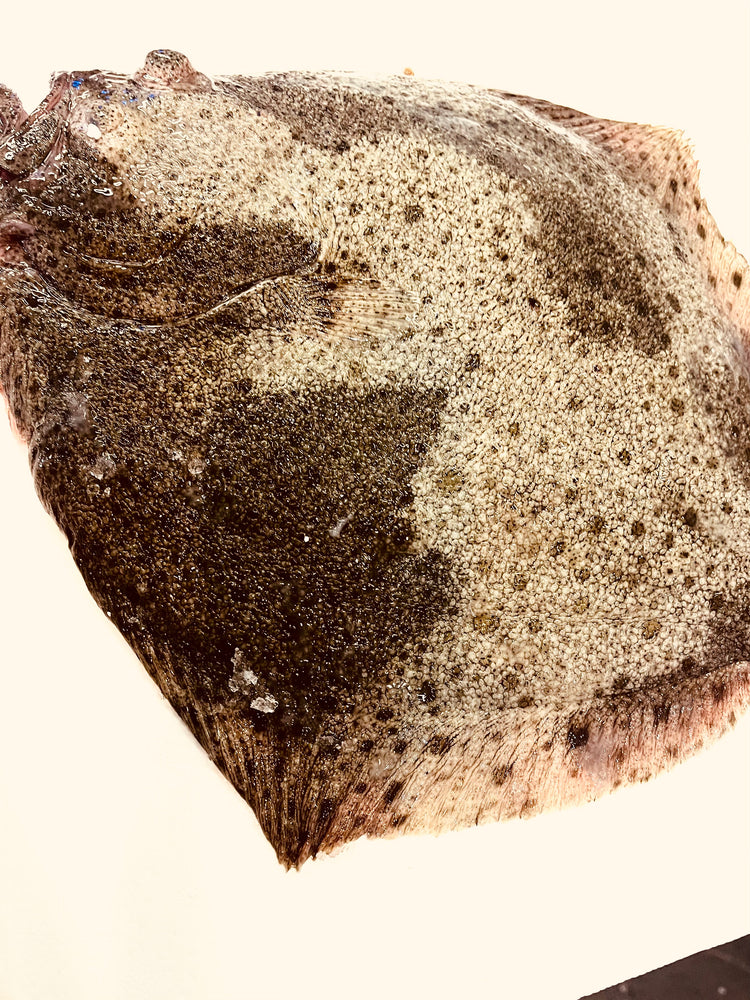 Turbot (1 à 1,2kg)